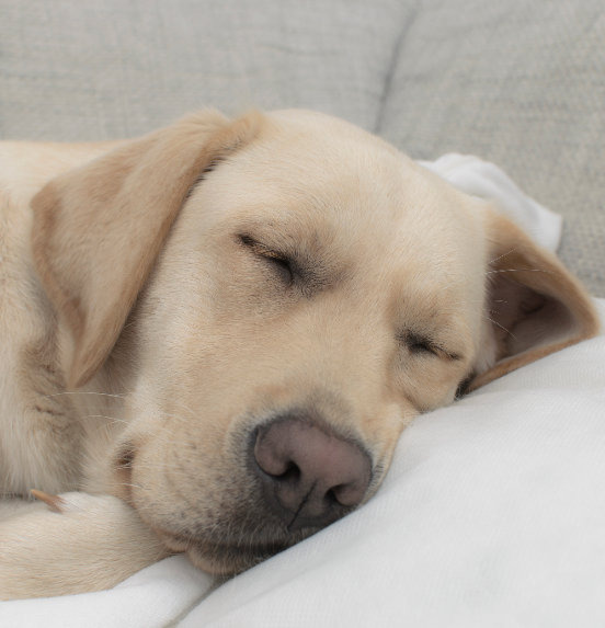 Hundekrawatte: wo Geister sich scheiden